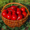 Organic Red Pear Tomato (Solanum lycopersicum)