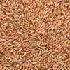Organic Winter Rye (Secale cereale) - Bulk 