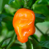 Organic Orange Habanero Pepper (Capsicum annuum)