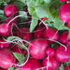 Organic Pink Beauty Radish (Raphanus sativus)