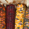 Organic Painted Mountain Milling Corn (Zea mays)