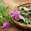 Lemon Bergamot (Monarda citriodora) Annual