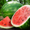 Organic Crimson Sweet Watermelon (Citrullus lanatus)