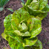 Organic Speckled Lettuce (Lactuca sativa)