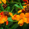 Fair Lady Wallflower (Cheiranthus cheiri) Annual