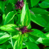 Thai Basil (Ocimum basilicum)