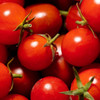 42 Day Tomato (Solanum lycopersicum) Determinate