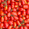 Umberto Tomato (Solanum lycopersicum) Indeterminate