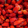 Ruegen Alpine Strawberry (Fragaria vesca) Perennial