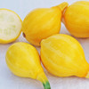 Lemon Squash (Cucurbita pepo)