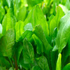 Sorrel (Rumex acetosa)