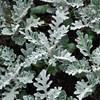 Dusty Miller (Senecio cineraria)