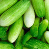 Double Yield Cucumber (Cucumis sativus)