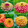  Annie’s Queeny Zinnia Mix (Zinnia elegans)