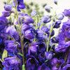 Lilac Spire Rocket Larkspur (Delphinium Consolida) Annual