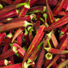 Red Burgundy Okra (Abelmoschus esculentus)