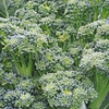 Ramoso Santana Broccoli (Brassica oleracea)