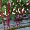 Red Noodle Yard Long Bean (Vigna unguiculata)