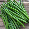 Cantare Snap Bean (Phaseolus vulgaris)