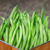 Organic Tavera Filet Bush Bean (Phaseolus vulgaris)