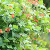 Golden Sunshine Runner Bean (Phaseolus coccineus)