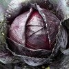 Mammoth Red Rock Cabbage (Brassica oleracea)