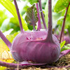 Organic Azur Star Kohlrabi (Brassica oleracea gongylodes)