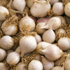 Crystal White Wax Pearl Onion (Allium cepa) Short Day