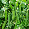 Early Frosty Pea (Pisum sativum)