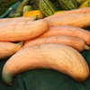 Jumbo Pink Banana Squash (Cucurbita maxima)