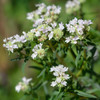 Mountain Mint (Pycnanthemum pilosum)