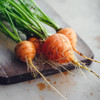 Organic Paris Market Carrot (Daucus carota)