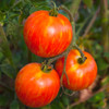 Red Zebra Tomato (Solanum lycopersicum) Indeterminate