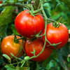 Organic Peron Sprayless Tomato (Solanum lycopersicum) Semi-determinate