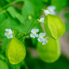 Love in a Puff (Cardiospermum Halicacabum) Annual