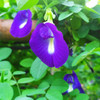 Butterfly Blue Pea (Clitoria ternatea)