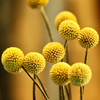 Sun Ball Craspedia (Craspedia globose)Annual