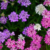 Dwarf Candytuft Fairy Bouquet (Iberis umbellate) Annual