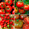 Organic Annie's Tomato Container Collection