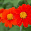 Organic Mexican Sunflower (Tithonia rotundifolia) Annual