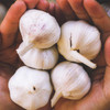 Organic Northern White Garlic Bulbs - 1 lb. (Allium sativum) Fall Delivery