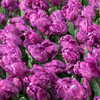 Blue Parrot Tulip - October Delivery