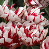 Carnival di Nice Tulip - October Delivery