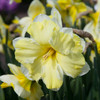 Cassata Narcissus - October Delivery