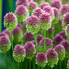 Sphaerocephalon Allium - October Delivery