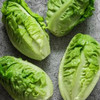 Organic Little Caesar Romaine Lettuce (Lactuca sativa)