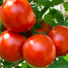 Organic Fireworks Tomato (Solanum lycopersicum) Indeterminate