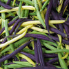 Annie’s Rainbow Bean Mix (Phaseolus vulgaris)