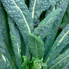 Lacinato Kale (Brassica oleracea)