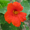 Empress of India Nasturtium (Tropaeolum minor)